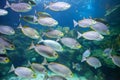 Tropical fish underwater Royalty Free Stock Photo