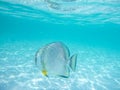 Tropical fish underwater in Seychelles wonderful Anse d`Argent