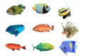 Tropical Fish on white background Royalty Free Stock Photo