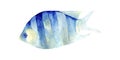 Tropical fish on a white background.Watercolor painting.