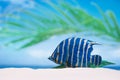 Tropical fish on white sand beach sand under sun light,