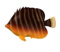 Tropical fish (yellow - brown) Royalty Free Stock Photo