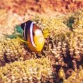 Tropical fish Yellowtail clownfish Royalty Free Stock Photo