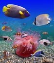 Tropical fishes Royalty Free Stock Photo