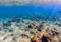 Tropical fishes on a beautiful coral garden in Red Sea Royalty Free Stock Photo