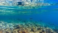 Tropical fishes on a beautiful coral garden in Red Sea Royalty Free Stock Photo