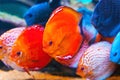 Tropical fishes Royalty Free Stock Photo