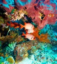Tropical Fishes near Colorful Coral Reef Royalty Free Stock Photo