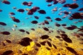 Tropical fishes in Red sea Royalty Free Stock Photo