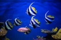 Tropical fishes swim near coral reef Royalty Free Stock Photo