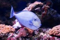 Tropical fishes swim near coral reef. Selective Royalty Free Stock Photo