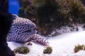 Tropical fishes swim near coral reef. Underwater life. Royalty Free Stock Photo