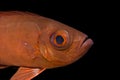 Fish Underwater : Common Bigeye Royalty Free Stock Photo