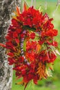 Tropical Flame Tree Flowers Christmas Headwreath Headpiece Moorea Tahiti