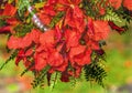 Tropical Flame Tree Flowers Christmas Headwreath Headpiece Moorea Tahiti