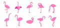 Tropical flamingo. Exotic animal. Pink print. Summer icon. Birds of wild nature. Cartoon design elements. Avian poses Royalty Free Stock Photo