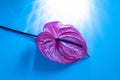 Tropical flamingo flower lilac anthurium on a blue shining background. top view. beautiful shadows
