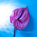 Tropical flamingo flower lilac anthurium on a blue shining background. top view. beautiful shadows