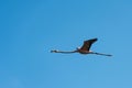 tropical flamingo gracefully soaring