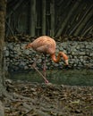 A tropical flamingo gracefully wading in a private wildlife reserve