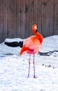 Tropical flamingo in the snow