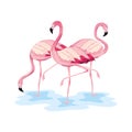 Tropical flamingos beautiful wild animals Royalty Free Stock Photo