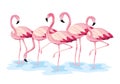 Tropical flamingos exotic wild animals Royalty Free Stock Photo