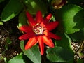 Tropical Flora of Costa Rica Passiflora Vitifolia, Costa Rica Royalty Free Stock Photo