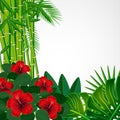 Tropical floral design background.Hibiscus flowers.