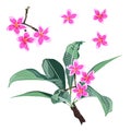 Tropical floral illustration. Pink plumeria flowers branch and leaves. Royalty Free Stock Photo