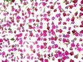 Tropical floral pattern wedding backdrop, beautiful vanda orchid