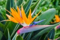 Tropical flower, African strelitzia, bird of paradise, Madeira i Royalty Free Stock Photo