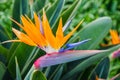 Tropical flower, African strelitzia, bird of paradise Royalty Free Stock Photo