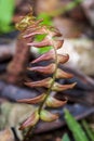 Tropical flower at Amboro national parc.