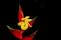 Tropical flower and golden eyelash viper