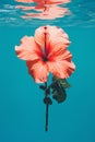 Tropical flower beauty petal red closeup spa plant water hibiscus nature summer blue Royalty Free Stock Photo