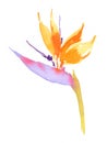 Tropical Flower Bird Of Paradise Illustration Hand Painted