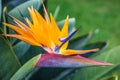 Tropical flower bird of paradise strelitzia Royalty Free Stock Photo