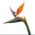 Tropical flower bird of paradise on white background Royalty Free Stock Photo