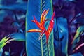 Tropical flower closeup with leaf on background. Blue and red vibrant digital illustration. Bird of paradise blossom