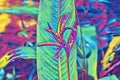 Tropical flower closeup with leaf on background. Multicolored psychedelic digital illustration. Bird of paradise blossom