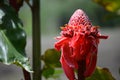 Tropical flower in Costa Rica Etlingera Royalty Free Stock Photo
