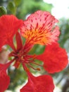 Tropical flower detail - flamboyant Royalty Free Stock Photo