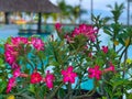 Tropical Flower Dipladenia Mandevilla