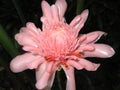 Tropical flower: etlingera elatior