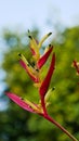 Tropical flower exotic, Heliconia Latispatha flower