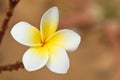 Tropical flower frangipani Royalty Free Stock Photo