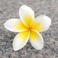 Tropical flower frangipani