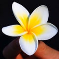 Tropical flower frangipani in Royalty Free Stock Photo