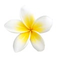 Tropical flower frangipani isolated on white background Royalty Free Stock Photo